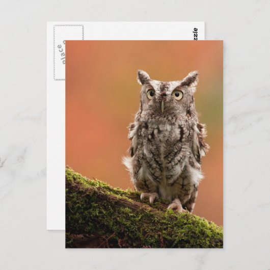 Cartes Chouette, Cartes Postales, Stickers (Devant / Derrière)