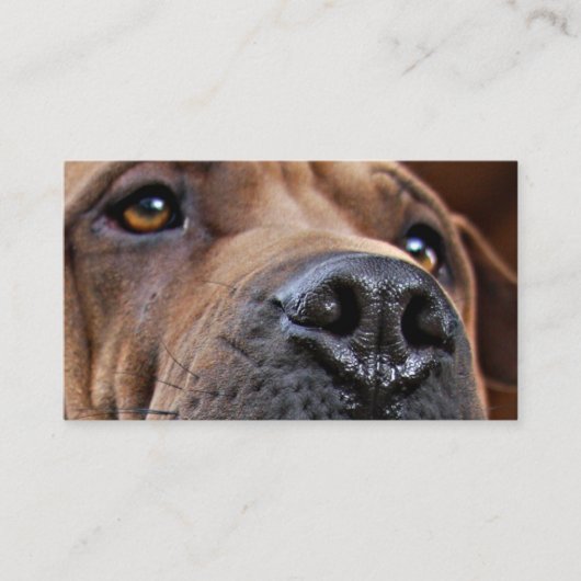 Cartes d'alerte d'animal familier de secours pour (Devant)