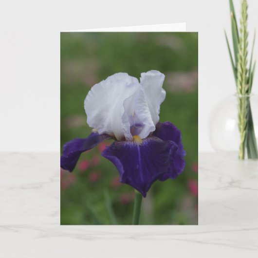 Cartes d'Anniversaire Religieux — Iris Violet (Devant)