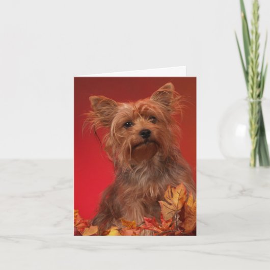 Cartes de Bon thanksgiving Yorkie (Devant)