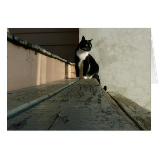 Cartes de chat, Brian en parc d'Albert
