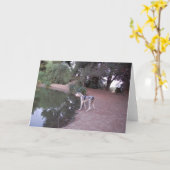Cartes de chien de Lakeside (Fleur jaune)