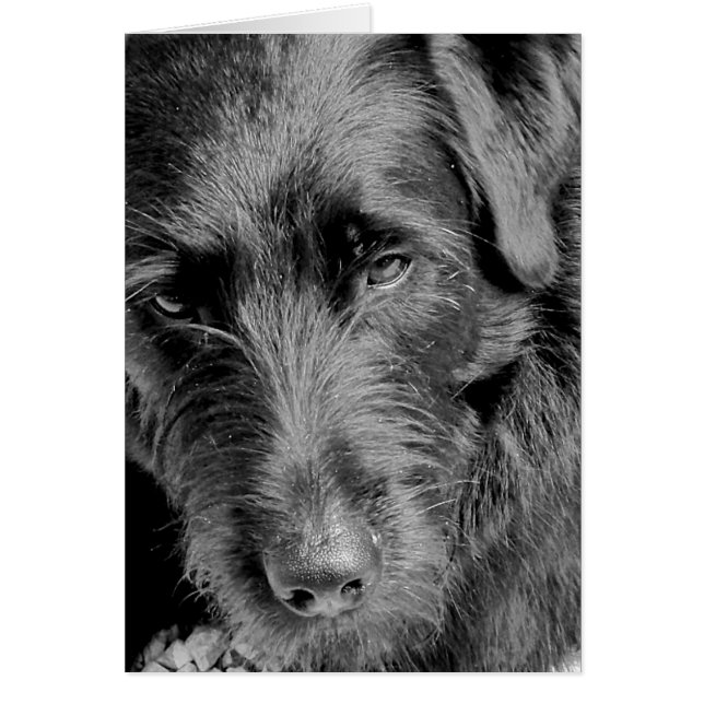 Cartes de chien, Dora (Devant)