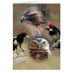 Cartes de collection de l'observateur d'oiseaux