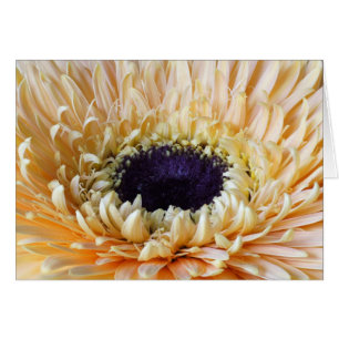 Cartes de Gerbera, abricot