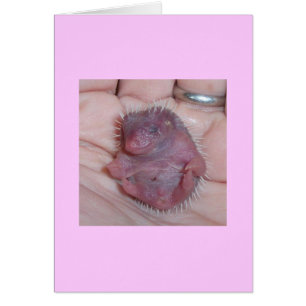 cartes de hérisson pour bébé