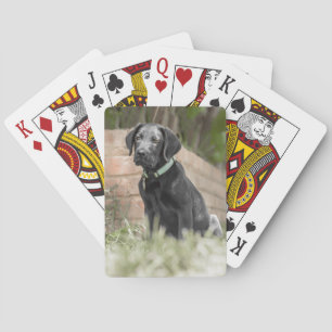 Cartes de jeu avec l'image avant du chiot de