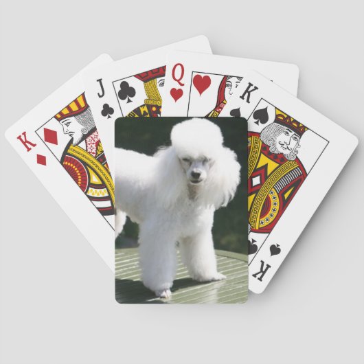 Cartes de jeu blanc de caniche miniature (dos)