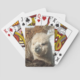 Cartes de jeu d'alpaga
