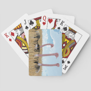 Cartes de jeu d'autruche