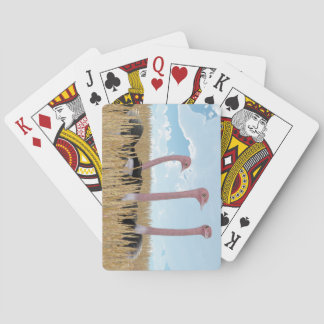 Cartes de jeu d'autruche