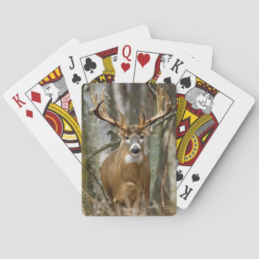 Cartes de jeu de cerfs communs de mâle (dos)