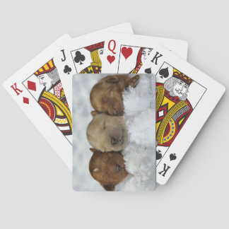 Cartes de jeu de chiot de Labradoodle