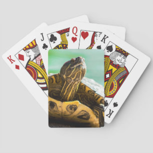 Cartes De Jeu De La Tortue
