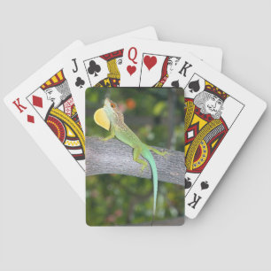 Cartes de jeu de lividus d'Anolis