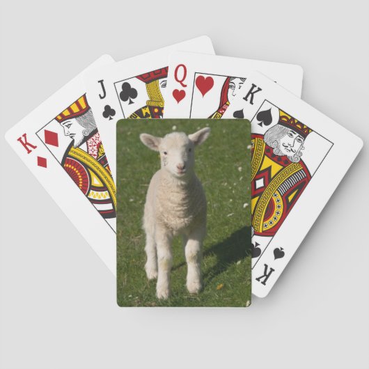 Cartes de jeu de moutons d'agneau de bébé (dos)