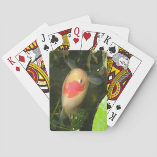 Cartes de jeu de poisson rouge