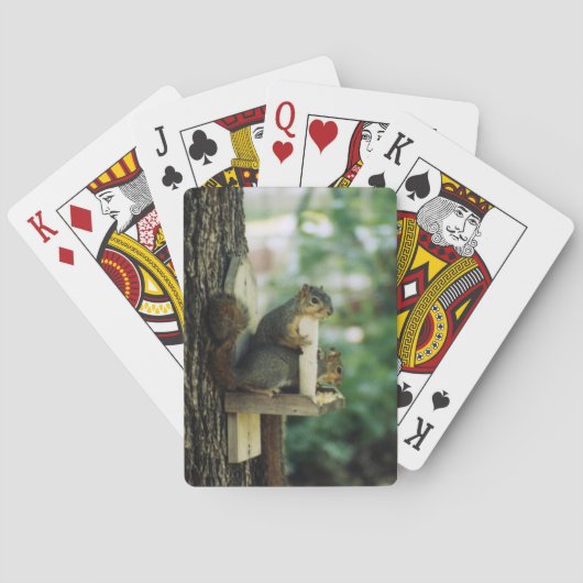 Cartes de jeu d'écureuils (dos)