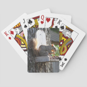 Cartes de jeu d'écureuils