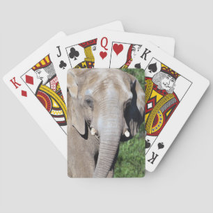 Cartes de jeu d'éléphant