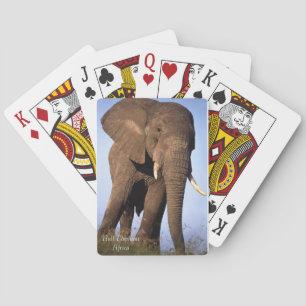 Cartes de jeu pour la faune