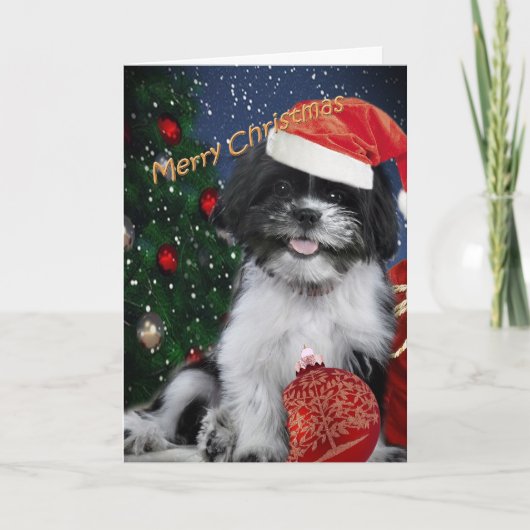 Cartes de Joyeux Noël de Shih Tzu (Devant)