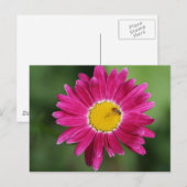 Cartes de marguerite peintes et plus (Devant / Derrière)