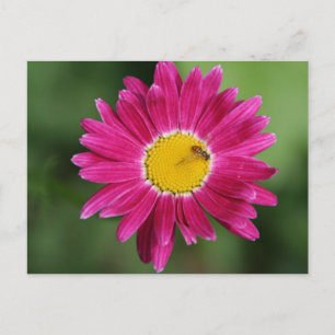 Cartes de marguerite peintes et plus