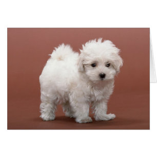 Cartes De Marionnettes Bichon Frise, Postage, Cade