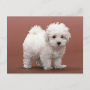Cartes De Marionnettes Bichon Frise, Postage, Cade