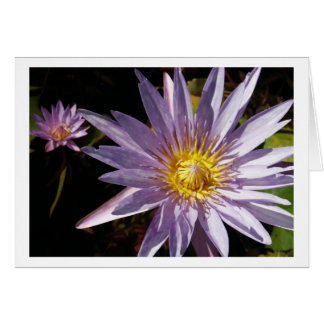 Cartes de nénuphar