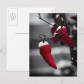 Cartes de Noël Chili (Devant / Derrière)