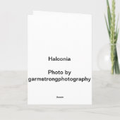 Cartes de Noël hawaïennes (Dos)