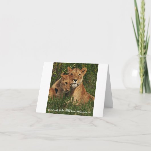 Cartes de note de CUB de lion (Dos)