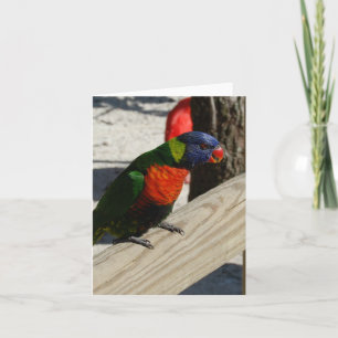 Cartes de note de Lorikeet