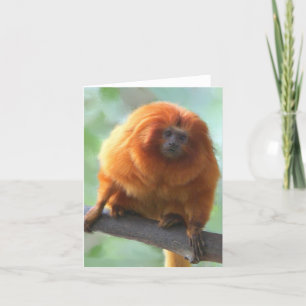 Cartes de note de Tamarin de D'or-Lion