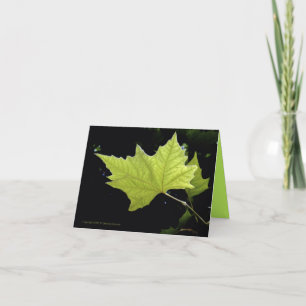 Cartes de notes à feuille verte