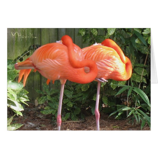 Cartes de notes Flamants roses roses (Devant Horizontal)