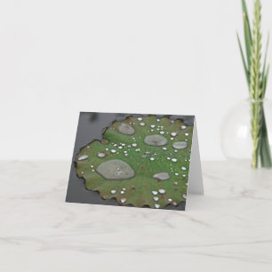 Cartes de notes Lily Pad