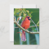 Cartes de notes naturelles Cardinal Bird Cartes (Devant)