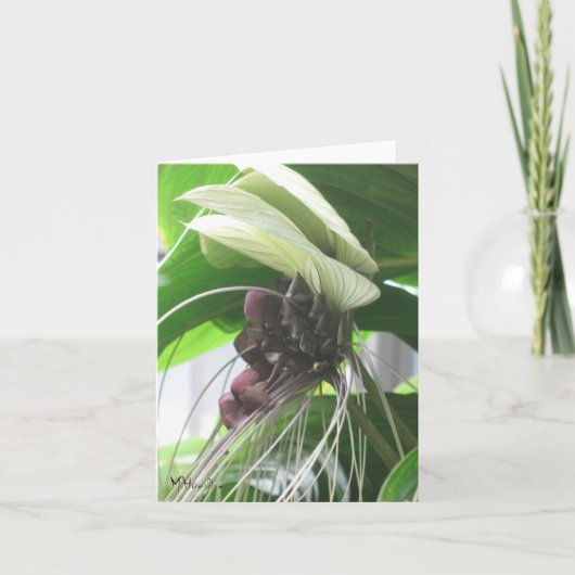Cartes de notes Plantes tropicales (Devant)
