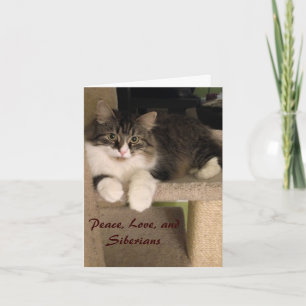 Cartes de notes pour chats de Sibérie