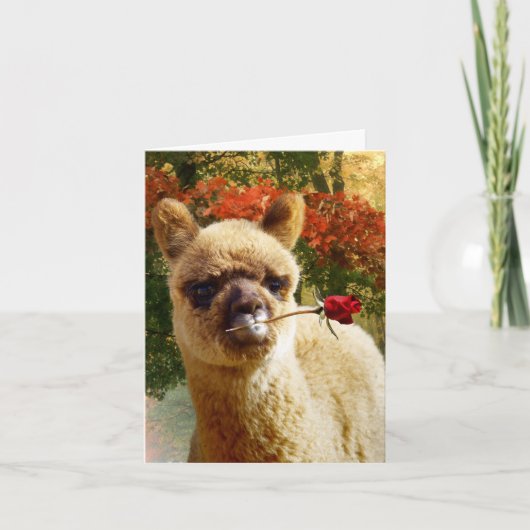 Cartes de notes Rose Alpaca (Devant)