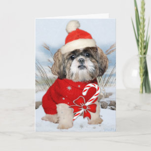 Cartes de pattes de Shih Tzu Père Noël