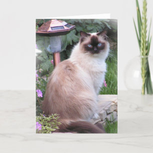 cartes de portrait de ragdoll