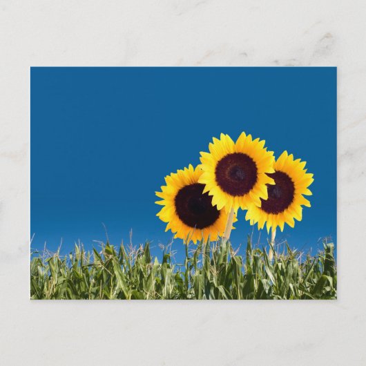 Cartes de poste d'été (Devant)