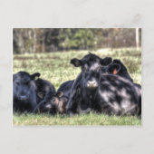 Cartes de recettes de vaches Black Angus (Devant)