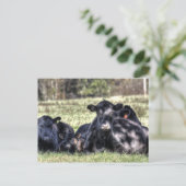 Cartes de recettes de vaches Black Angus (Debout devant)