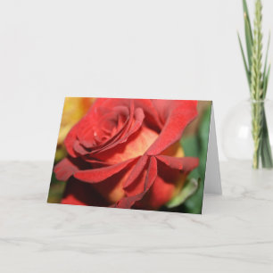 CARTES DE REMARQUE ROSE ROUGE DU CONCEPTEUR