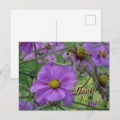 Cartes de remerciement de fleurs de Cosmea magnifi (Devant / Derrière)